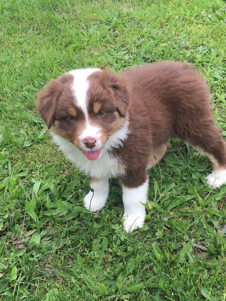 Du Château Des Cornes D'Urfé - Chiots disponibles - Berger Australien